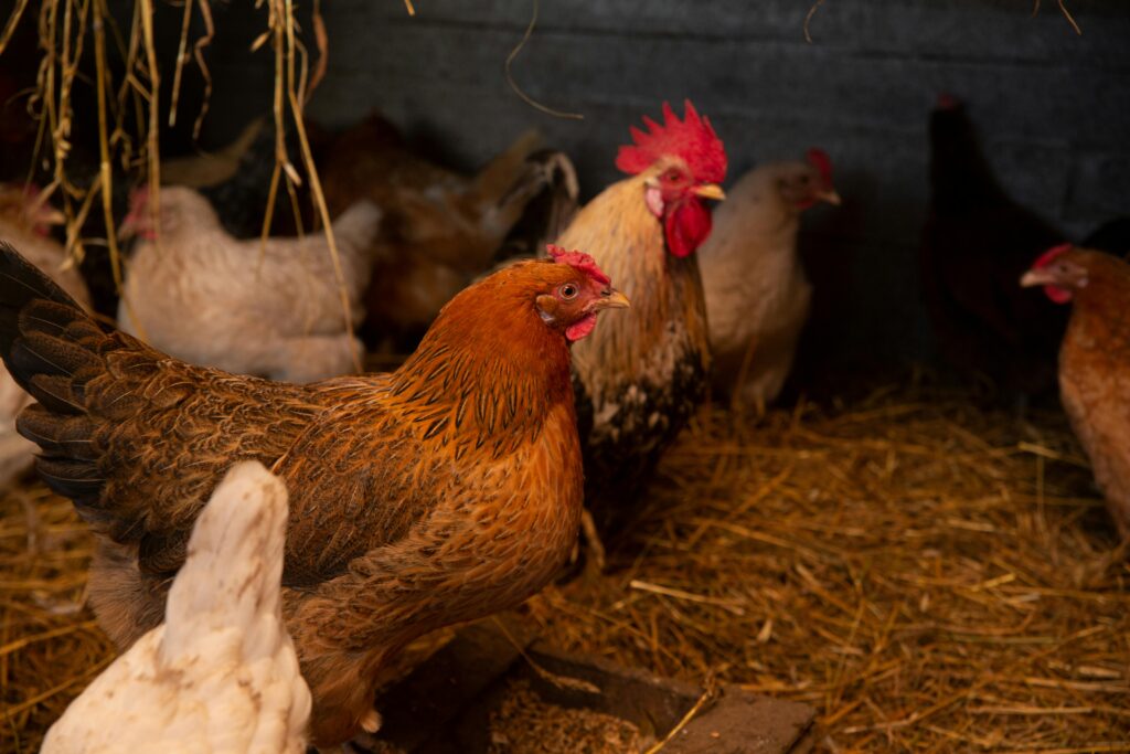 Poultry Farming Business